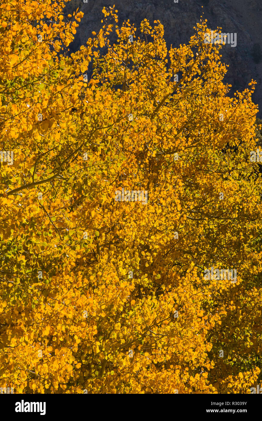 Aspen trees in fall foliage at road by North Lake near Bishop, Eastern Sierra Nevada, California, USA Stock Photo
