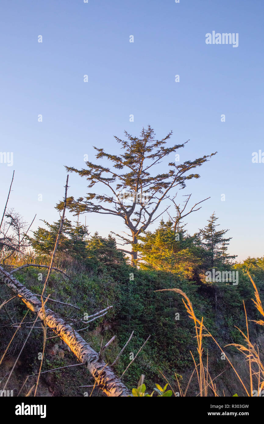 A Krummholz shore pine looms coastal scrub on the Oregon coast. Stock Photo