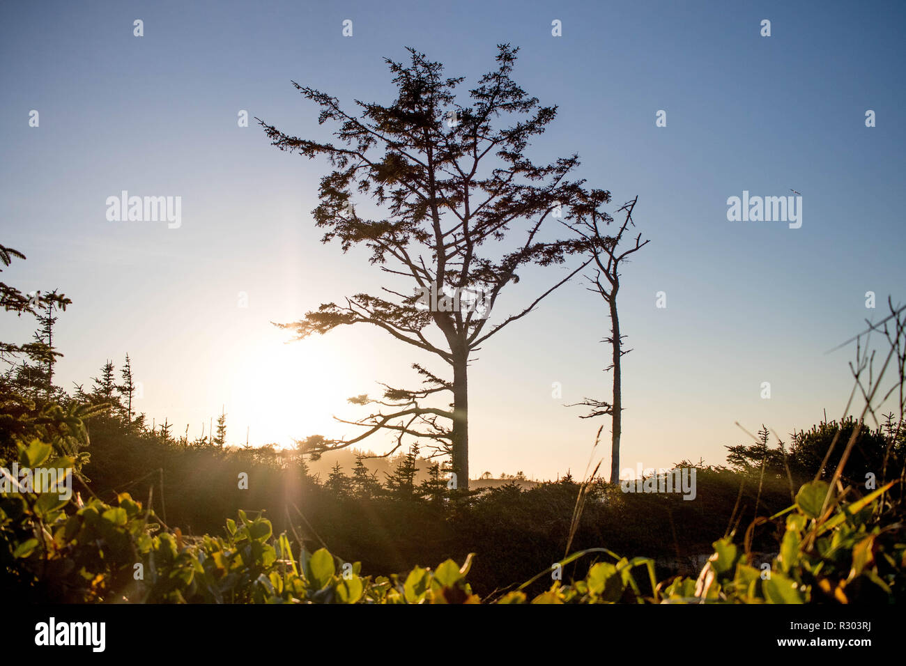 A twisted shore pine is cast in a silhouette just after sunset in Coos Bay, Oregon. Stock Photo