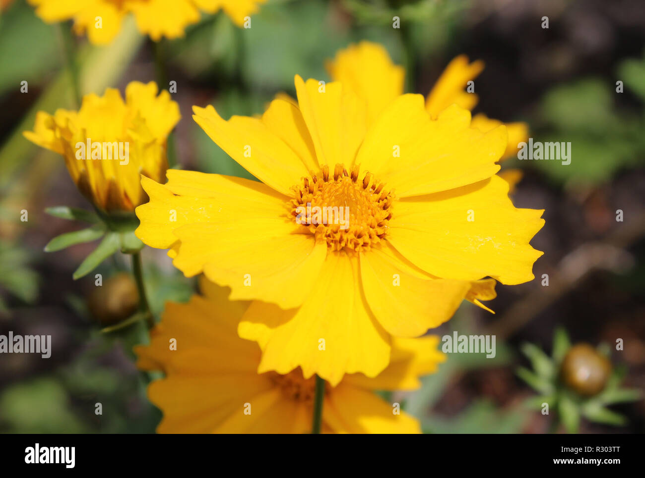 The bright vibrant yellow flower of a Coreopsis plant also known as Tickseed. Stock Photo