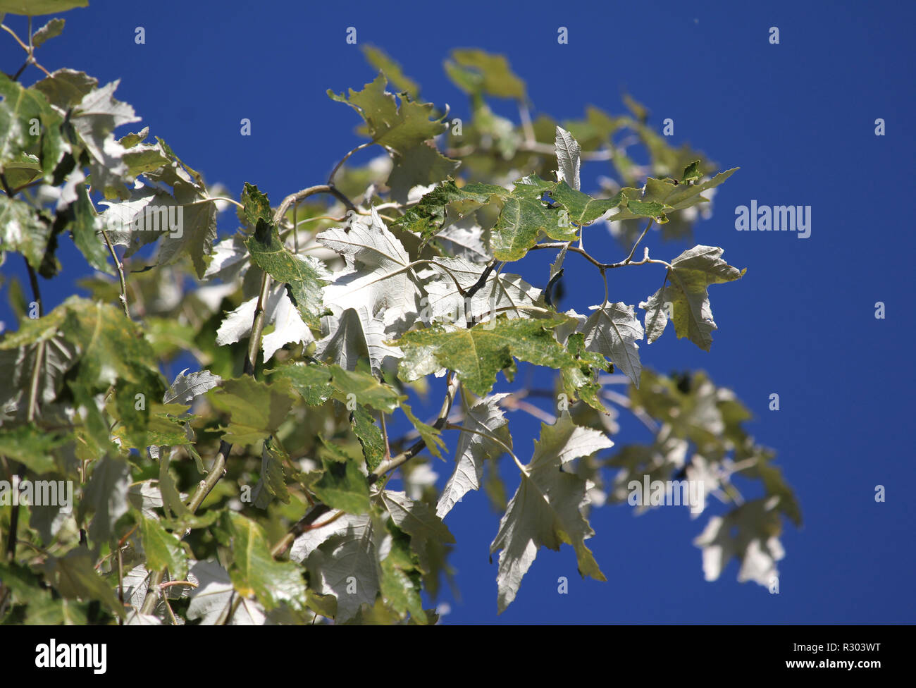 Lovely silvery white foliage of the tree Populus alba (White Polar) against a background of clear blue sky. Stock Photo