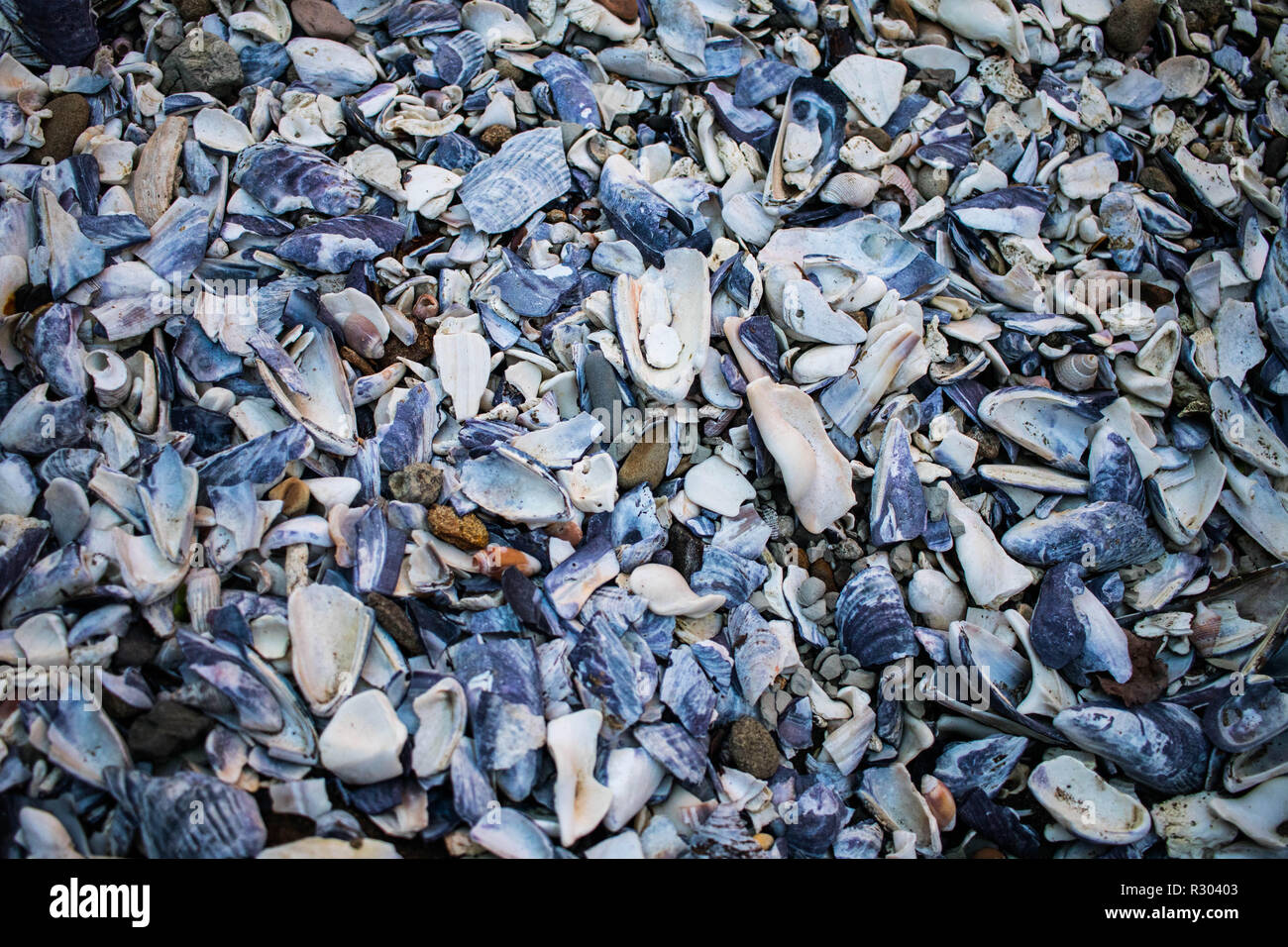 Shells pile up in a narrow inlet at a secluded beach near Coos Bay, Oregon. Stock Photo