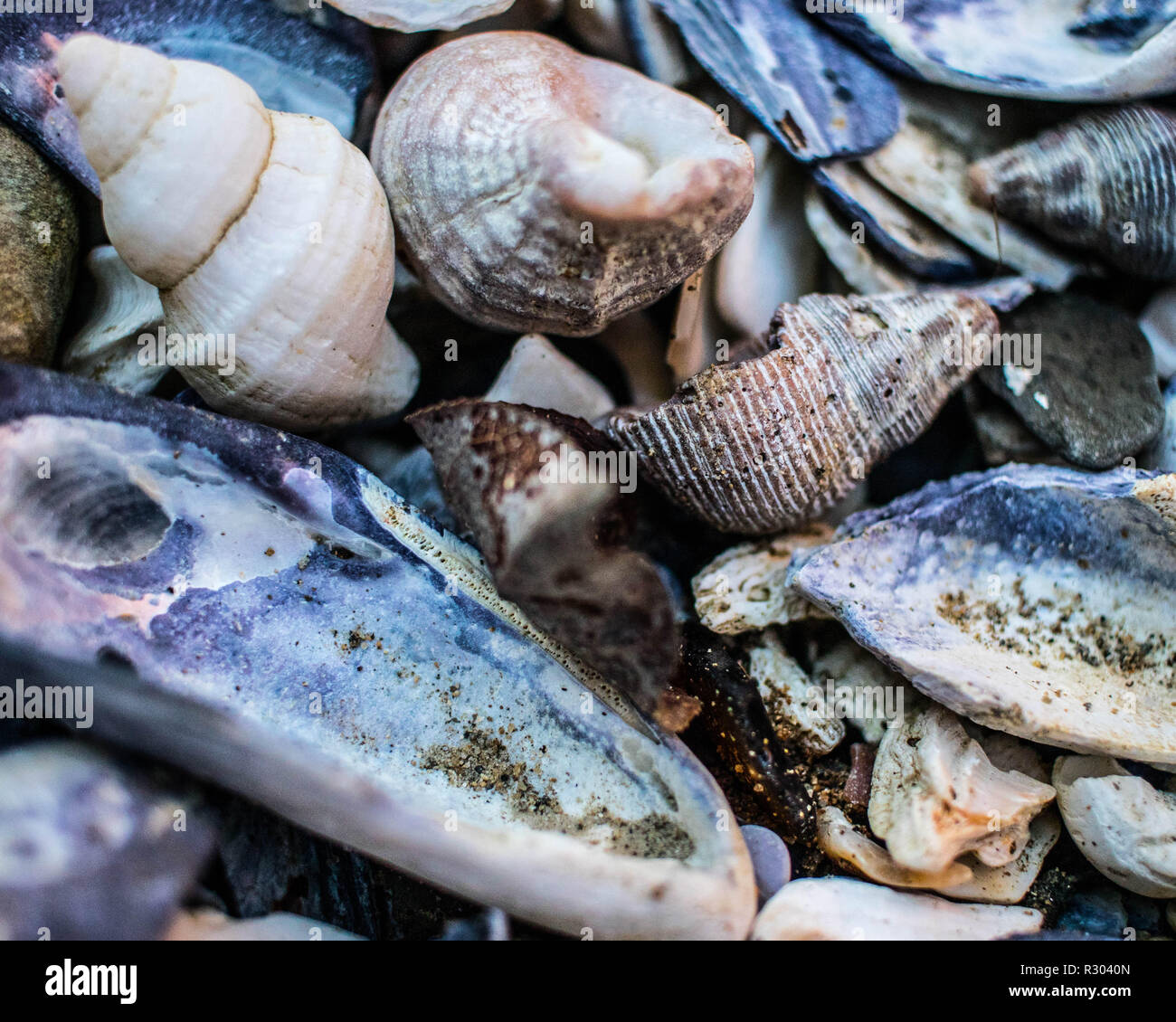 Shells pile up in a narrow inlet at a secluded beach near Coos Bay, Oregon. Stock Photo