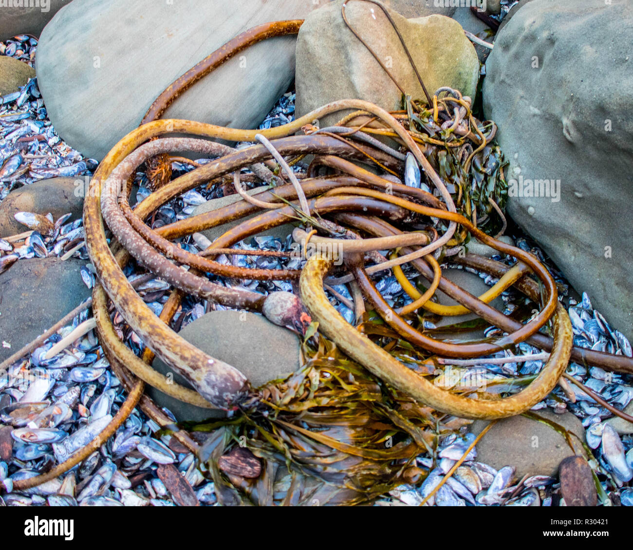 A pile of bull kelp is washed ashore during high tide in a rocky inlet near Coos Bay, Oregon. Stock Photo