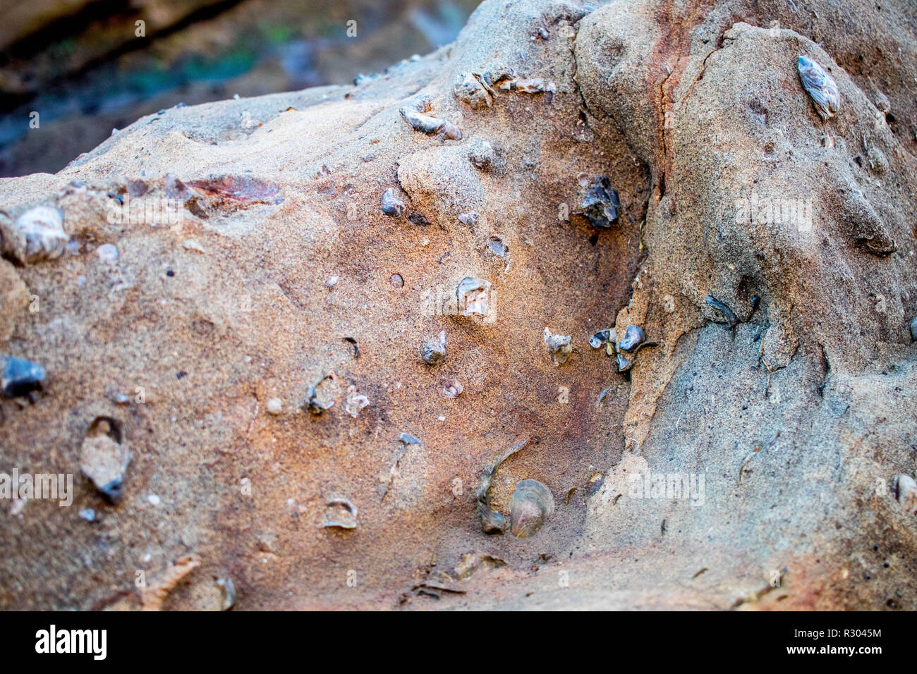 Fossil shell sandstone hi-res stock photography and images - Alamy