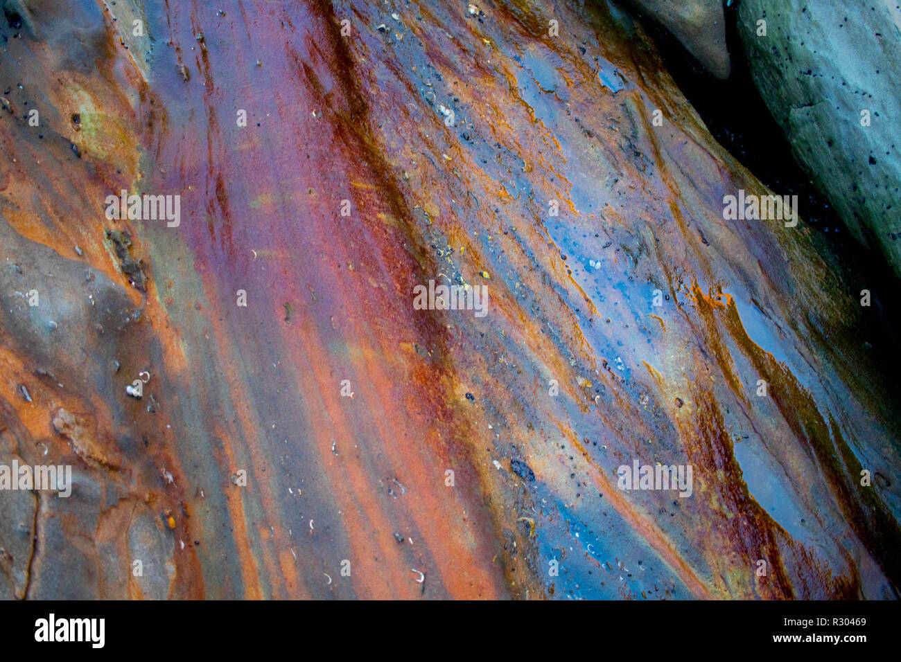 A rainbow-colored rock stands out from the grey monotony in a tide pool near Coos Bay, Oregon. Small fossilized shells can be seen within. Stock Photo