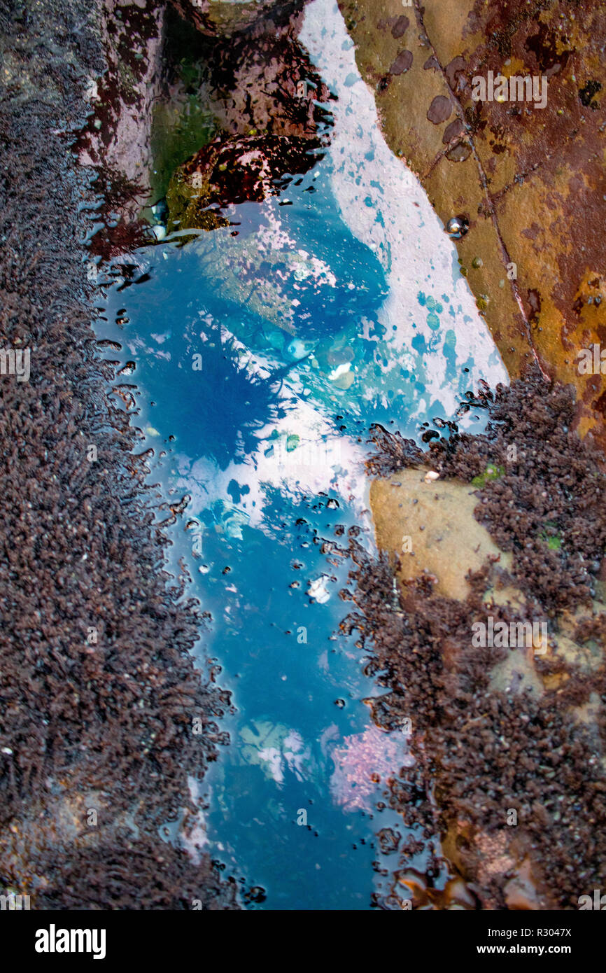 A colorful tide pool reflects the bright sunlight near Coos Bay, Oregon. Stock Photo