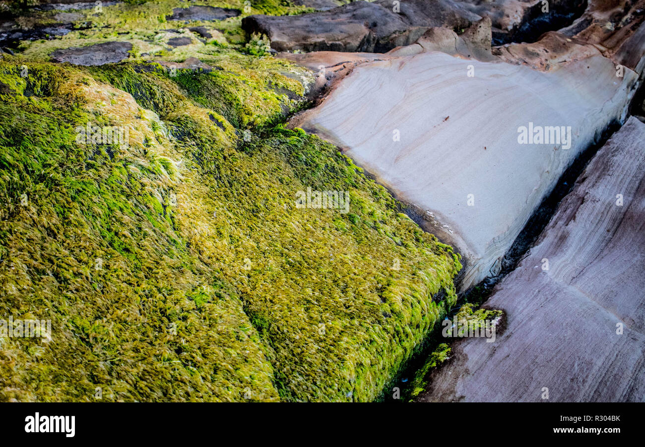 A large bed of gutweed spreads across the rocks of an intertidal area near Coos Bay, Oregon Stock Photo