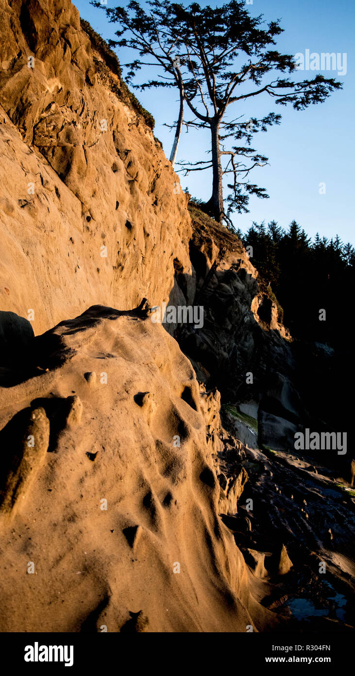 A shore pine grows at the top of an eroded cliff, near Sunset Bay State Park, Coos Bay, Oregon Stock Photo