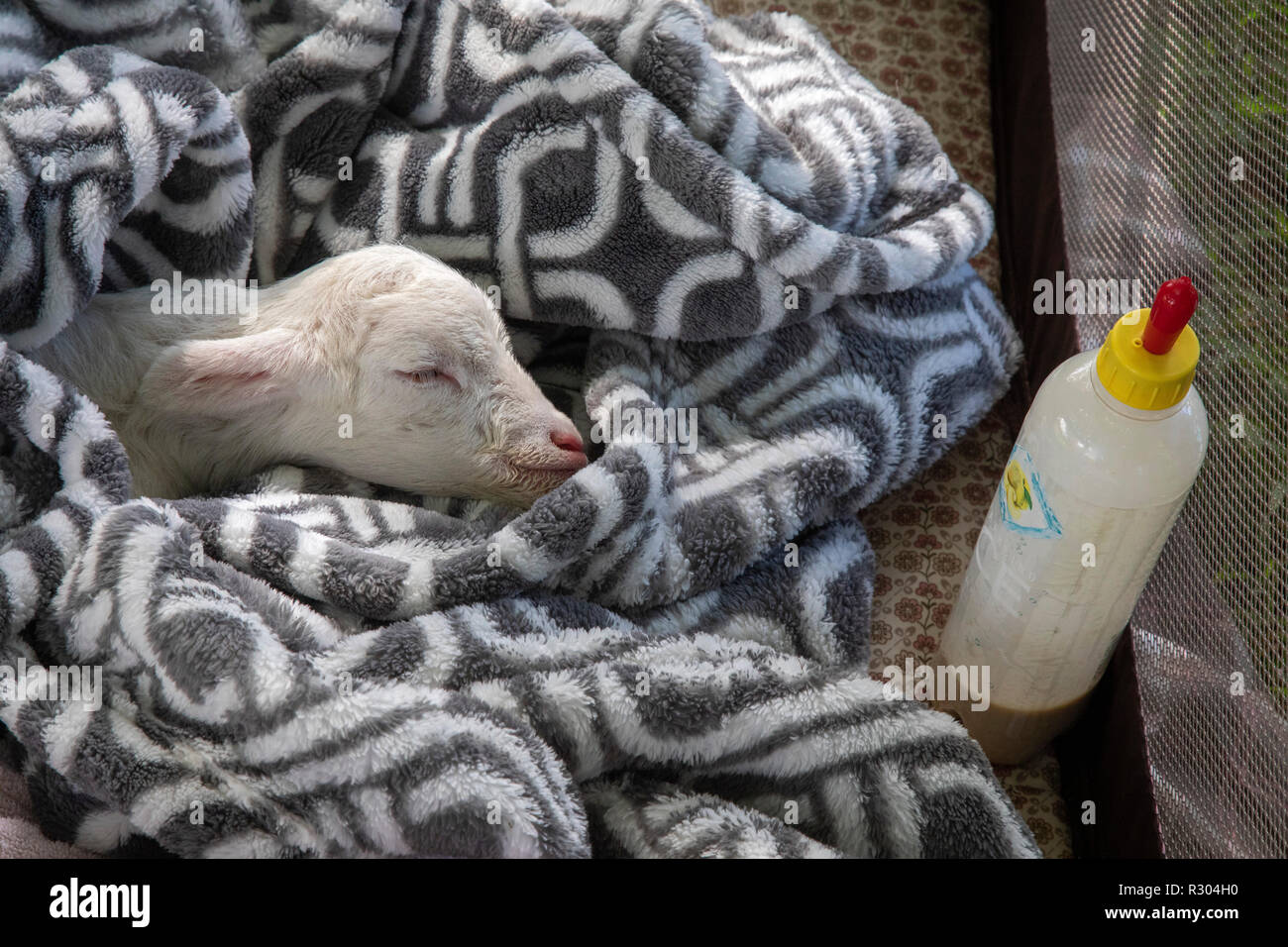 Kealakekua, Hawaii - A newborn lamb, wrapped in a blanket, with a bottle. Stock Photo