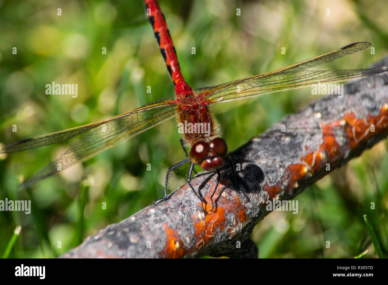 Dragonfly trail hires stock photography and images Alamy