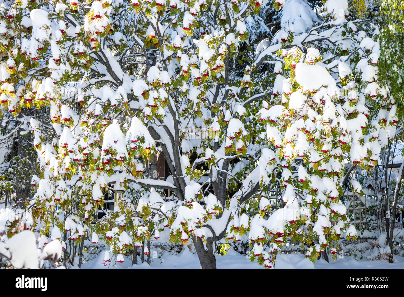 Winter landscape falling snow snowflakes hi-res stock photography and ...