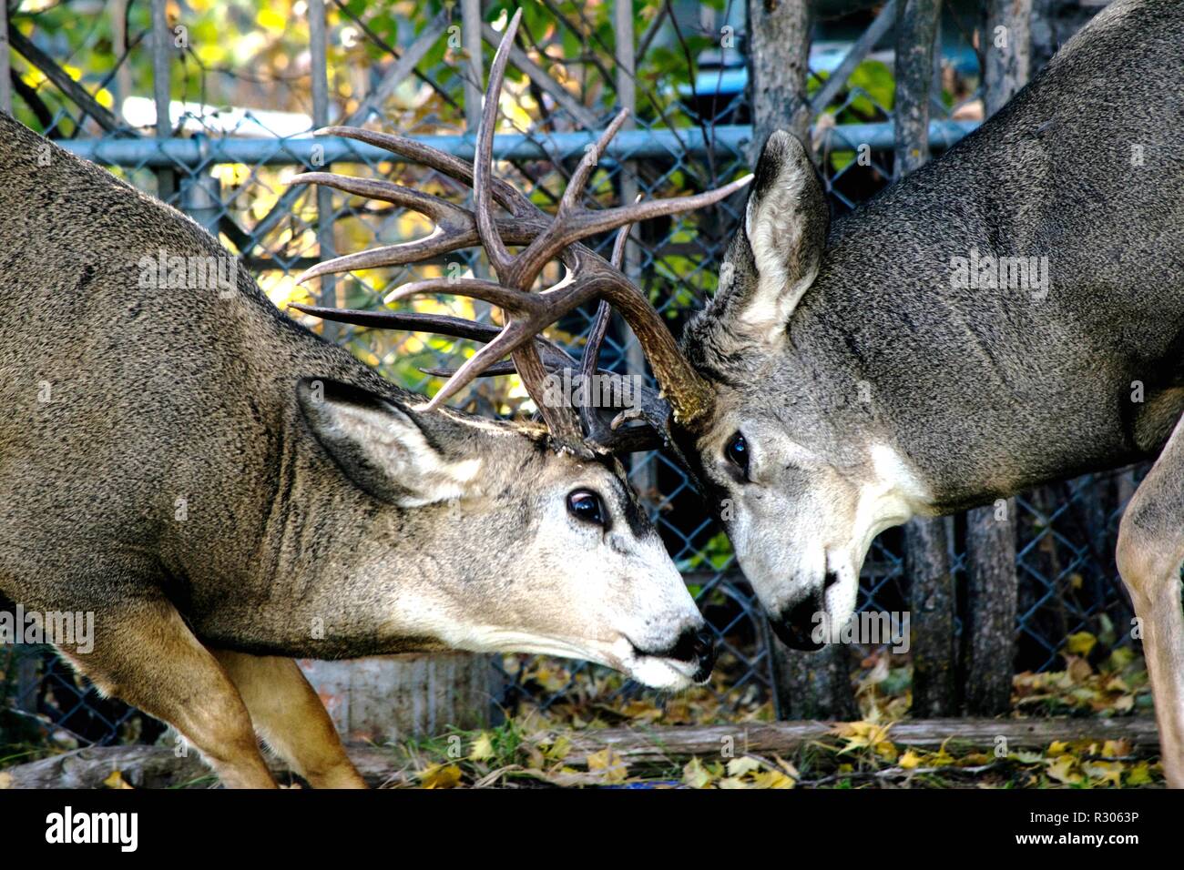 Mule deer jousting in our backyard Stock Photo