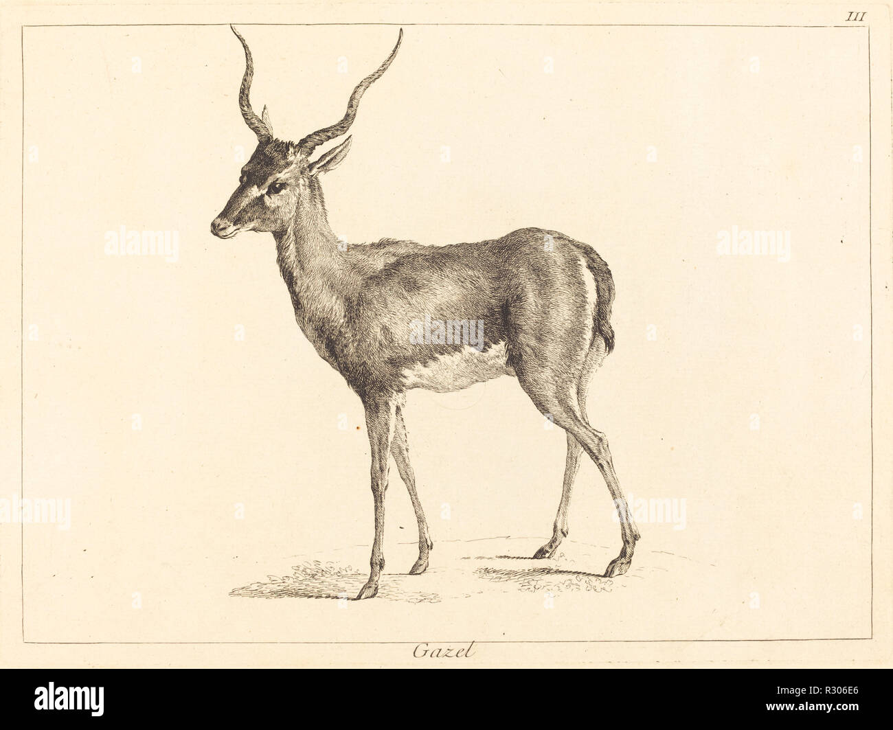 Gazel (Gazelle). Medium: etching finished with burin. Museum: National Gallery of Art, Washington DC. Author: Jacques-Philippe Le Bas and Jean Eric Rehn after Jean-Baptiste Oudry. Stock Photo
