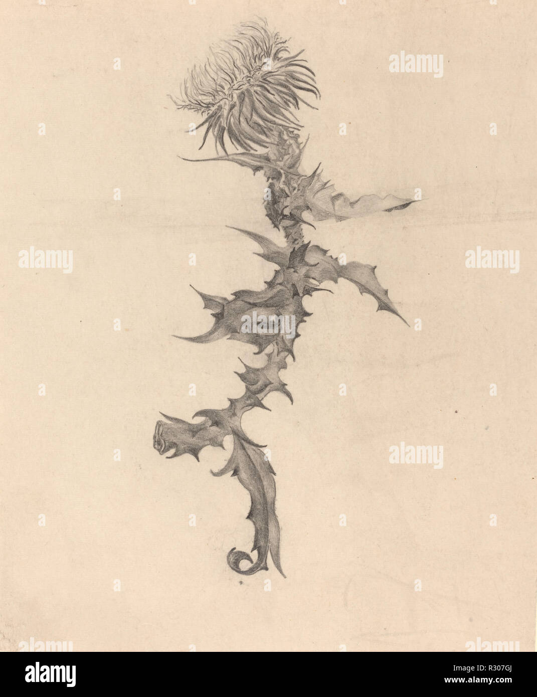 Thistle. Dated: 1890s. Dimensions: image: 20 x 16.5 cm (7 7/8 x 6 1/2 in.). Medium: graphite. Museum: National Gallery of Art, Washington DC. Author: Karel Vitezslav Masek. Stock Photo