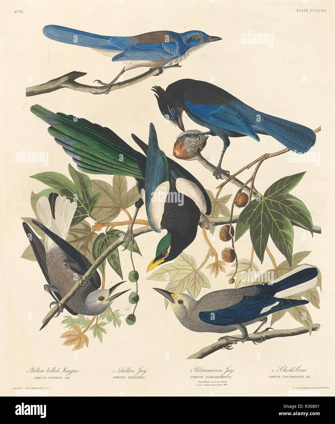 Yellow-billed Magpie, Stellers Jay, Ultramarine Jay and Clark's Crow. Dated: 1837. Dimensions: plate: 66 x 55.9 cm (26 x 22 in.)  sheet: 100.3 x 67.6 cm (39 1/2 x 26 5/8 in.). Medium: hand-colored etching and aquatint on Whatman paper. Museum: National Gallery of Art, Washington DC. Author: Robert Havell after John James Audubon. John James Audubon. ROBERT HAVELL DER JÜNGERE. AUDUBON, JOHN JAMES. Stock Photo