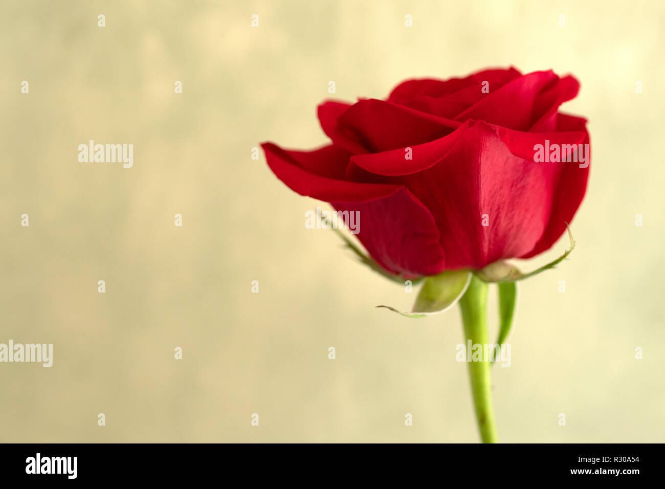Rich rose petals hi-res stock photography and images - Alamy
