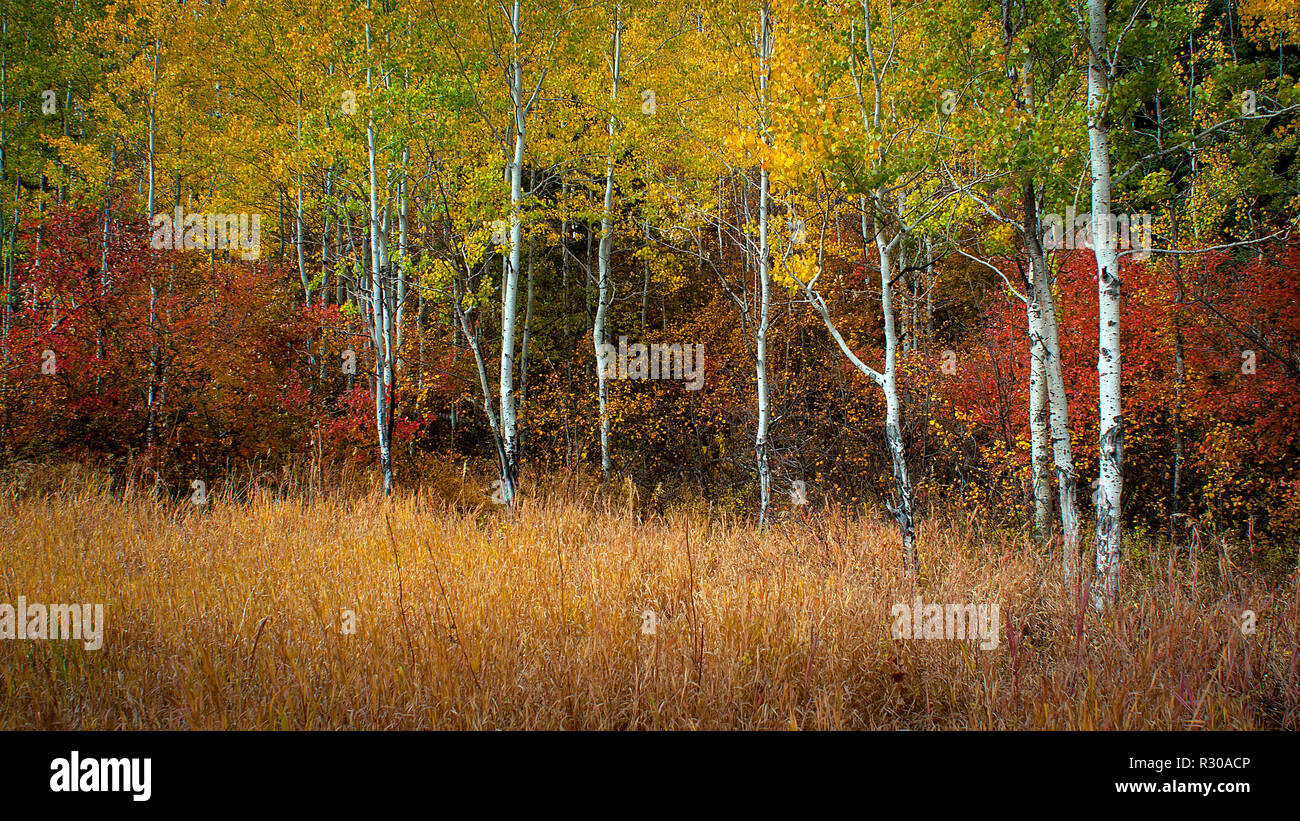 October 1, 2018: Autumn colors near the Laurance S. Rockefeller Preserve, Grand Teton National Park, Jackson, Wyoming, USA. Stock Photo