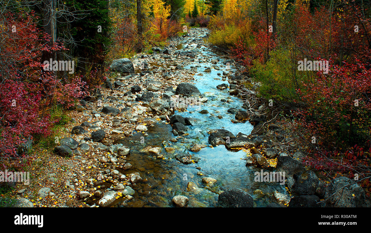 October 1, 2018: Autumn colors along a gentle creek in the Laurance S. Rockefeller Preserve, Grand Teton National Park, Jackson, Wyoming Stock Photo