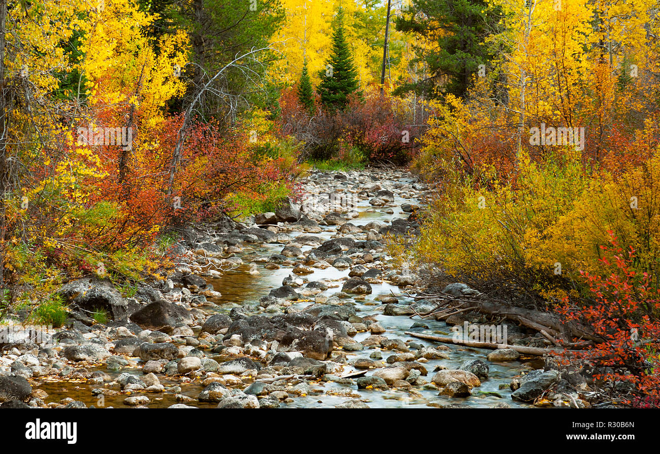October 1 2018: Beautiful autumn colors along a gentle creek in the Laurance S. Rockefeller Preserve, Grand Teton National Park, Jackson, Wyoming, USA Stock Photo
