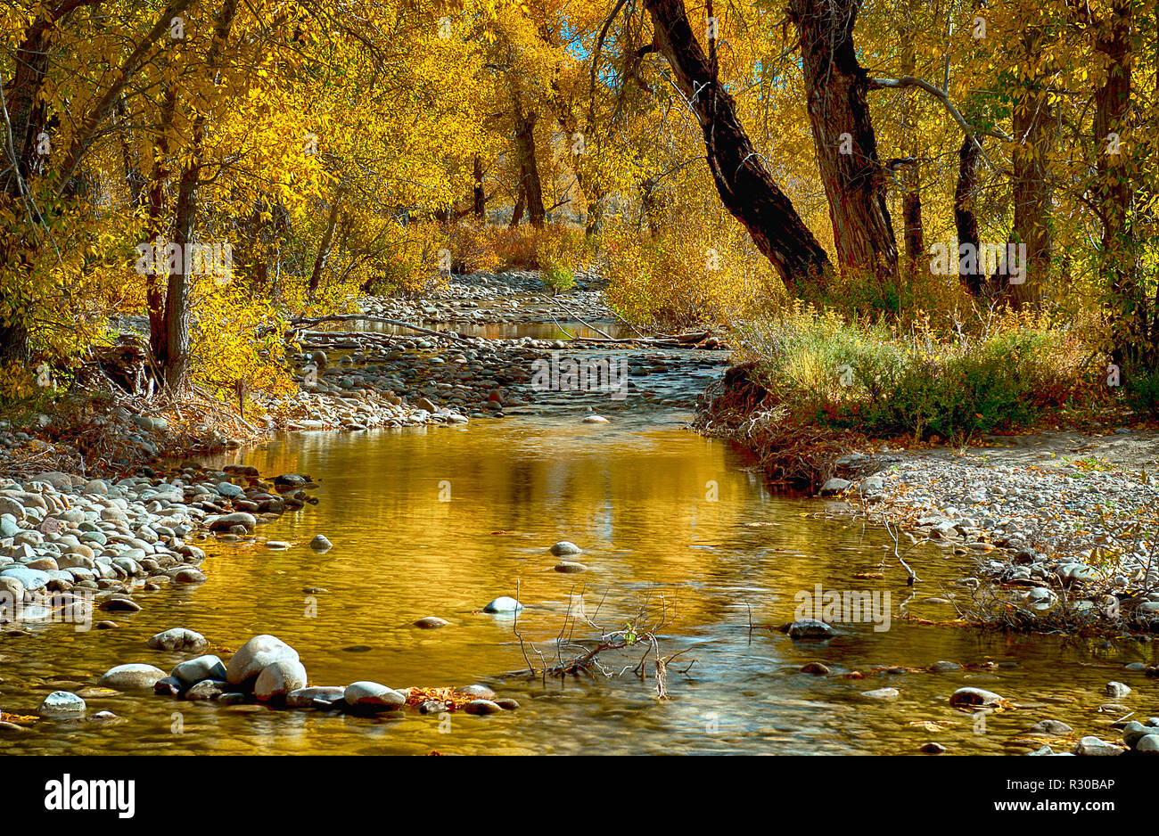 October 1, 2019:  Beautiful autumn colors linger along Ditch Creek in Grand Teton National Park, Jackson, Wyoming, USA. Stock Photo