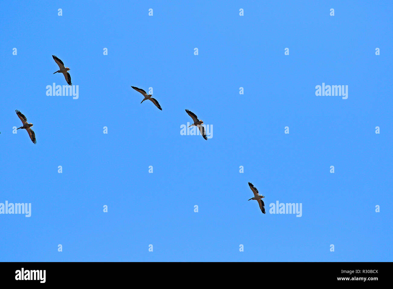 Pelicans flying over looking to land Stock Photo