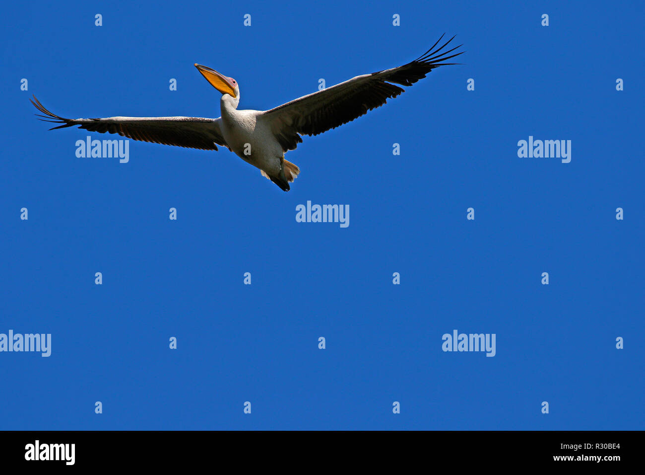 Pelicans flying over looking to land Stock Photo