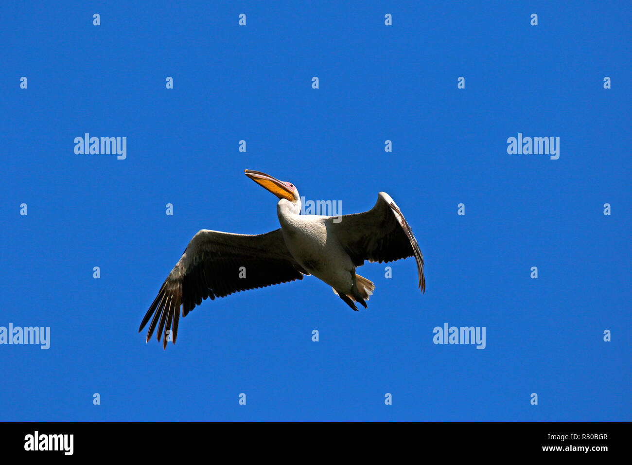Flying land animals black hi-res stock photography and images - Alamy