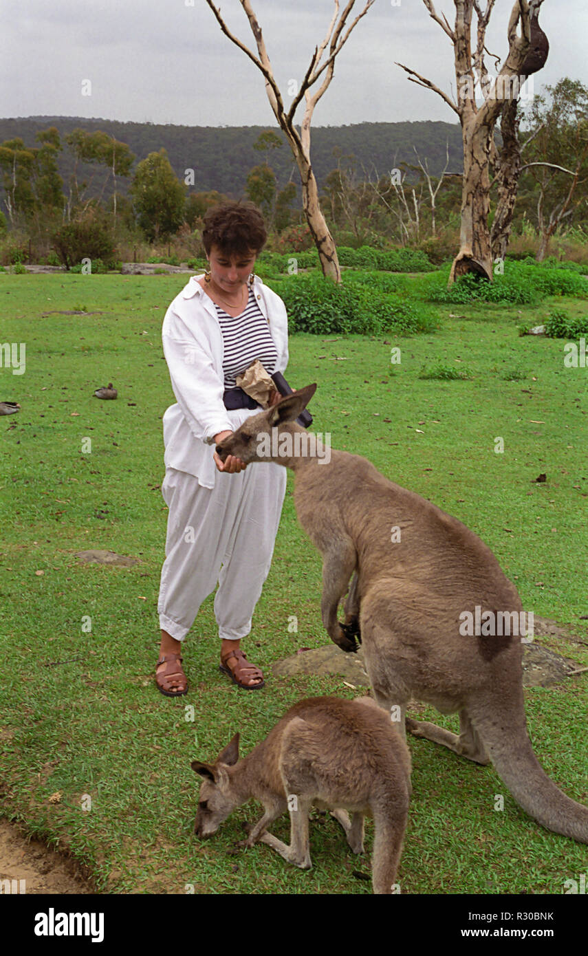 Eastern Grey Kangaroos (Macropus giganteus) handfeeding, Waratah Park