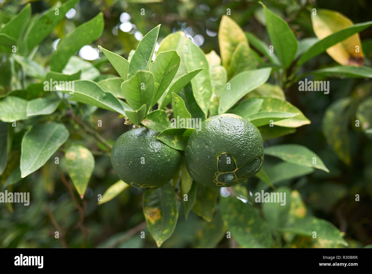Citrus x aurantium Stock Photo Alamy