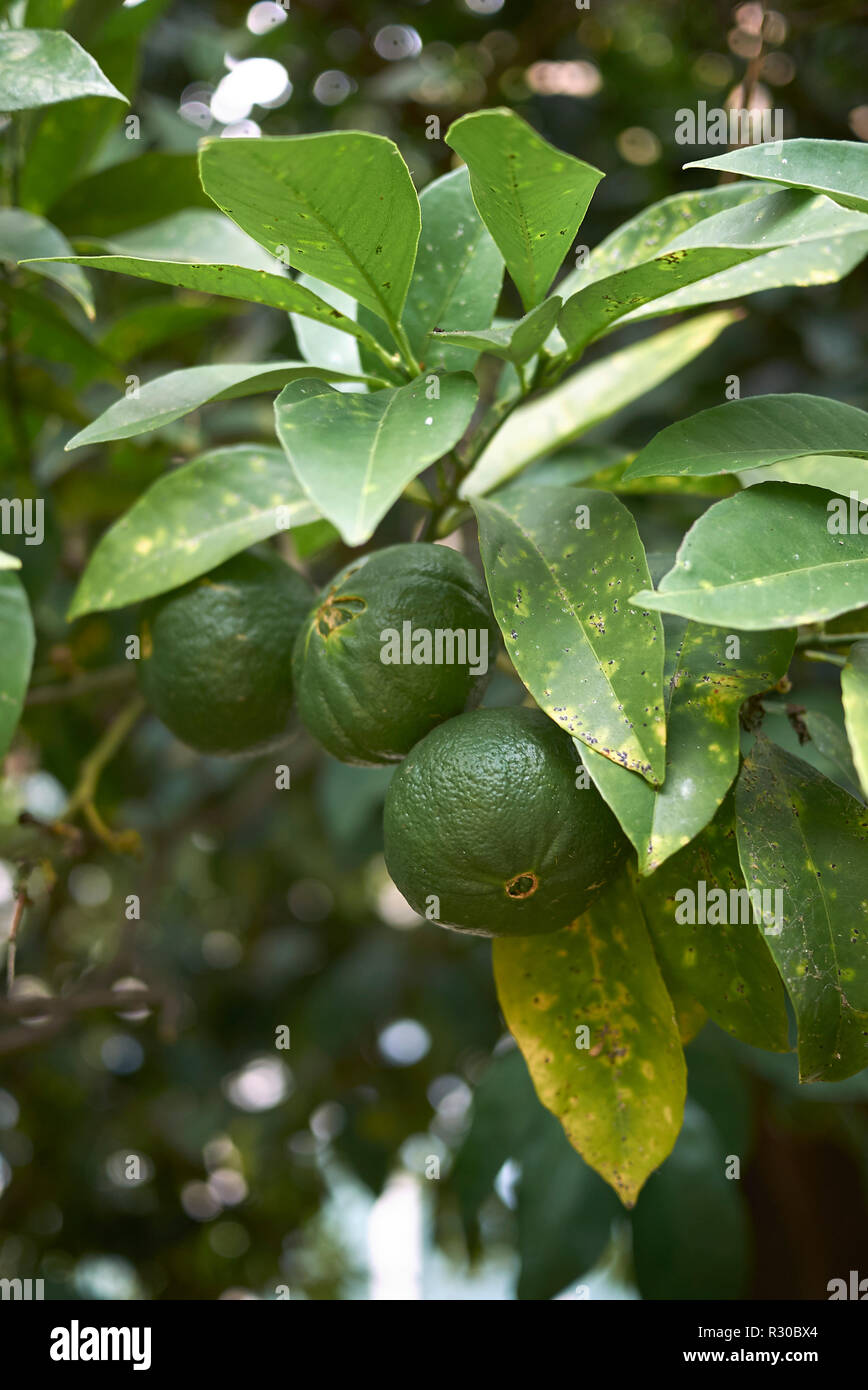 Citrus x aurantium Stock Photo Alamy