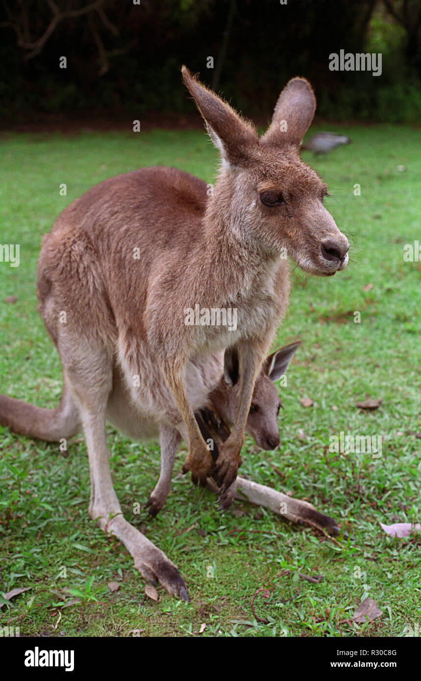 Female Eastern Grey Kangaroo (Macropus giganteus) with large joey in