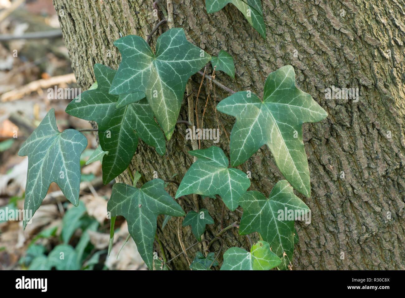 ivy leaves on tree trunk macro Stock Photo