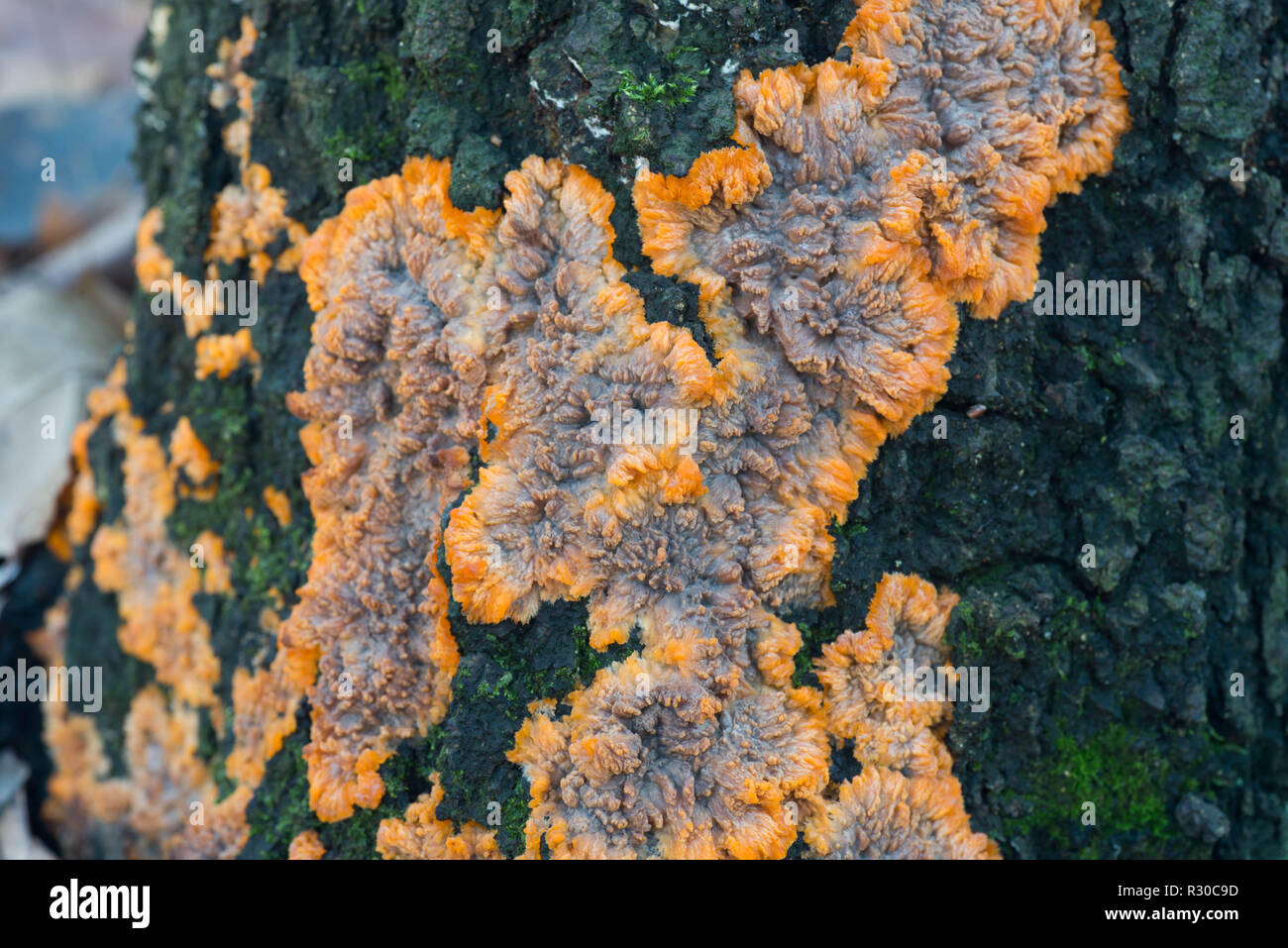 phlebia radiata, wrinkled crust orange fungus on birch tree trunk Stock Photo