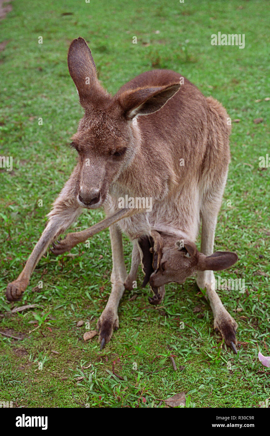 Female Eastern Grey Kangaroo (Macropus giganteus) with large joey in