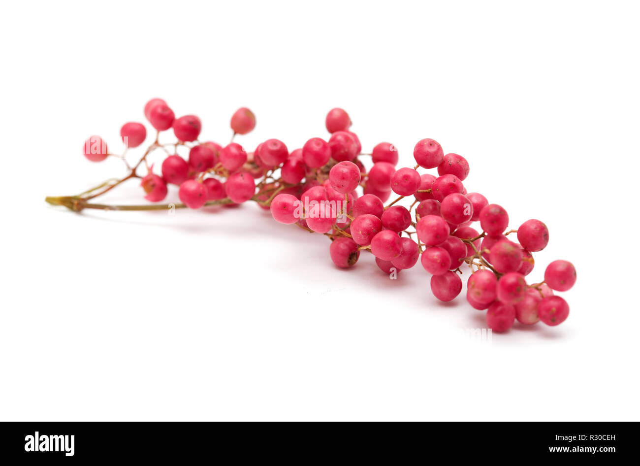 cluster of pink peppercorns, fruit of Peruvian pepper tree Schinus