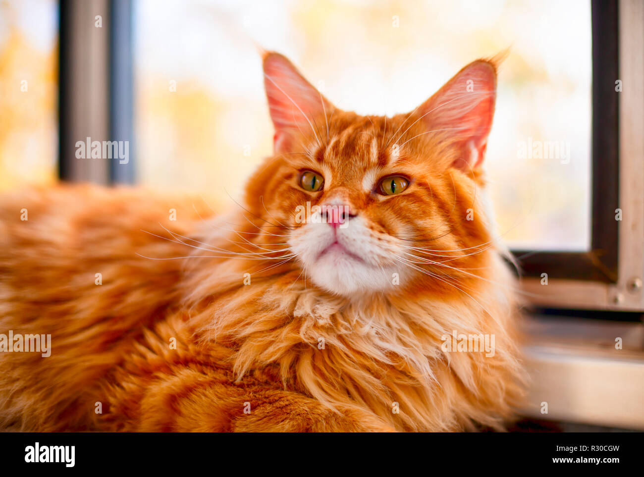 Portrait of ginger Maine Coon cat near the window Stock Photo Alamy