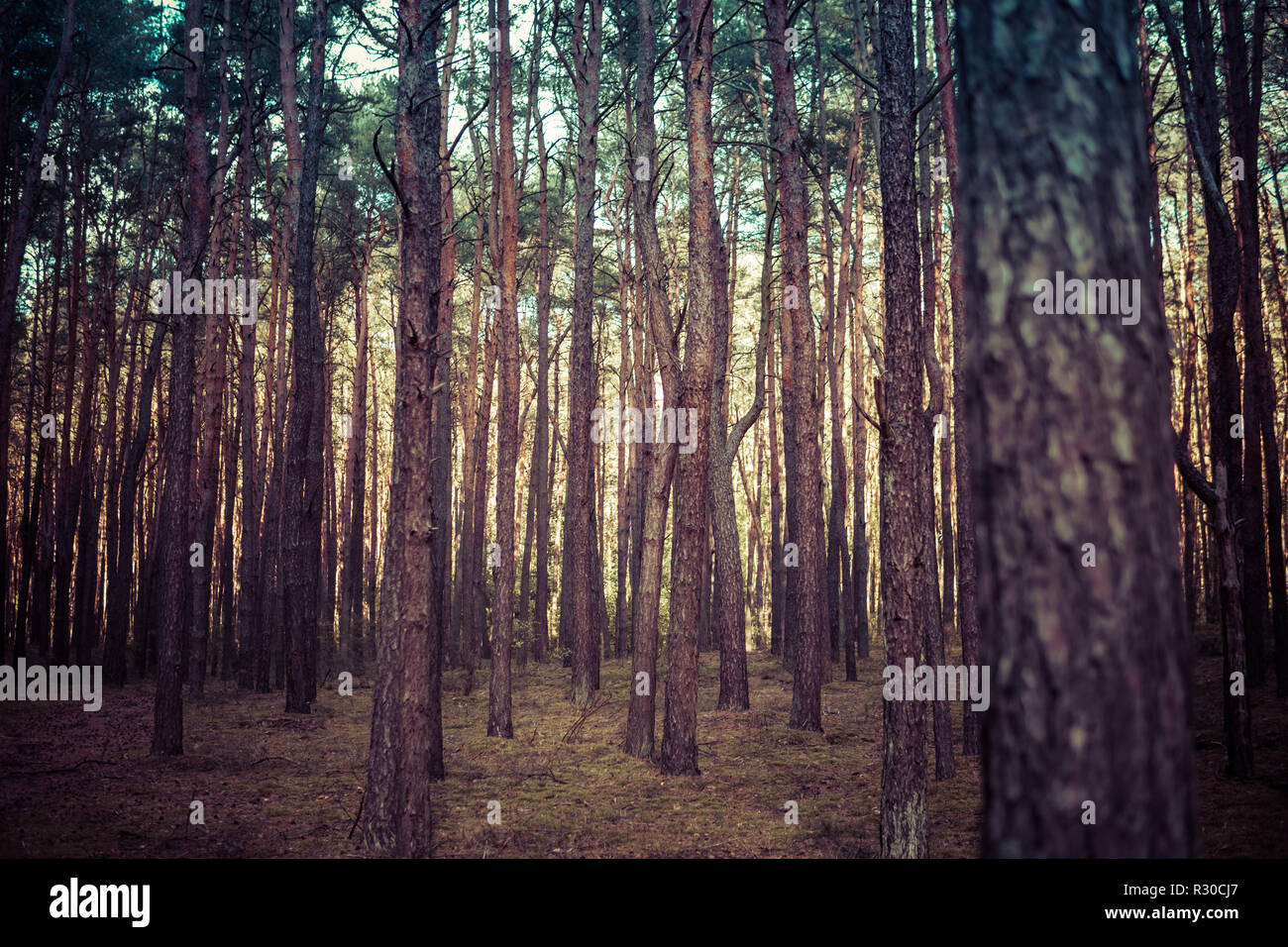 forest with young pine trees during sunny day Stock Photo - Alamy