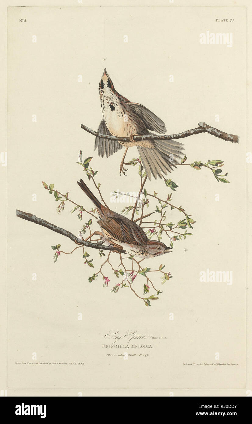 Song Sparrow. Dated: 1827. Medium: hand-colored etching and aquatint on Whatman paper. Museum: National Gallery of Art, Washington DC. Author: Robert Havell after John James Audubon. Stock Photo