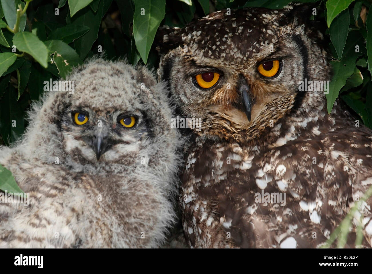 Spotted eagleowl family photographed in Kirstenbosch National