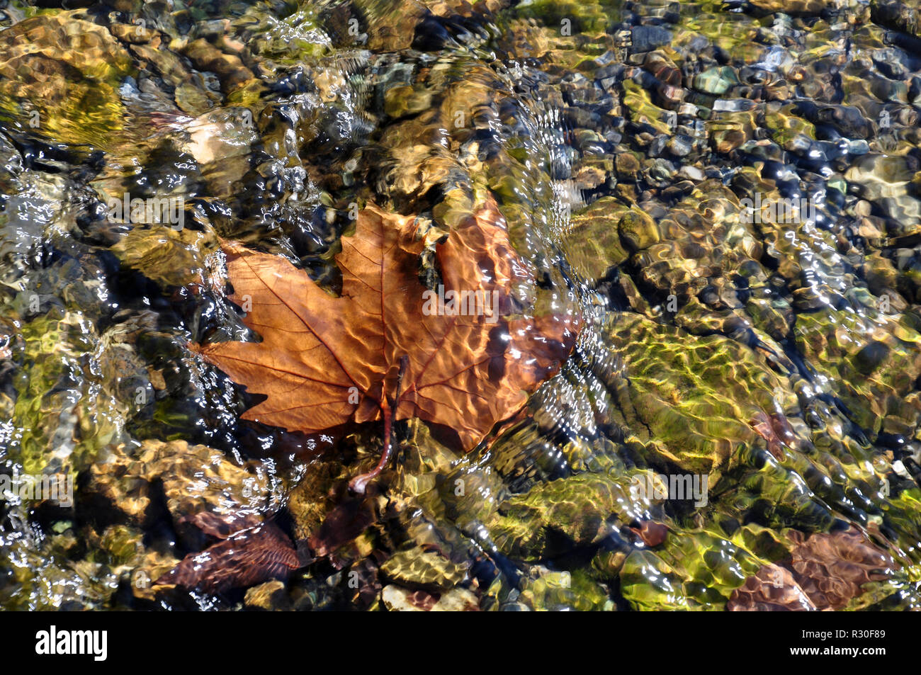 Autumn Leaves In Water Stock Photo