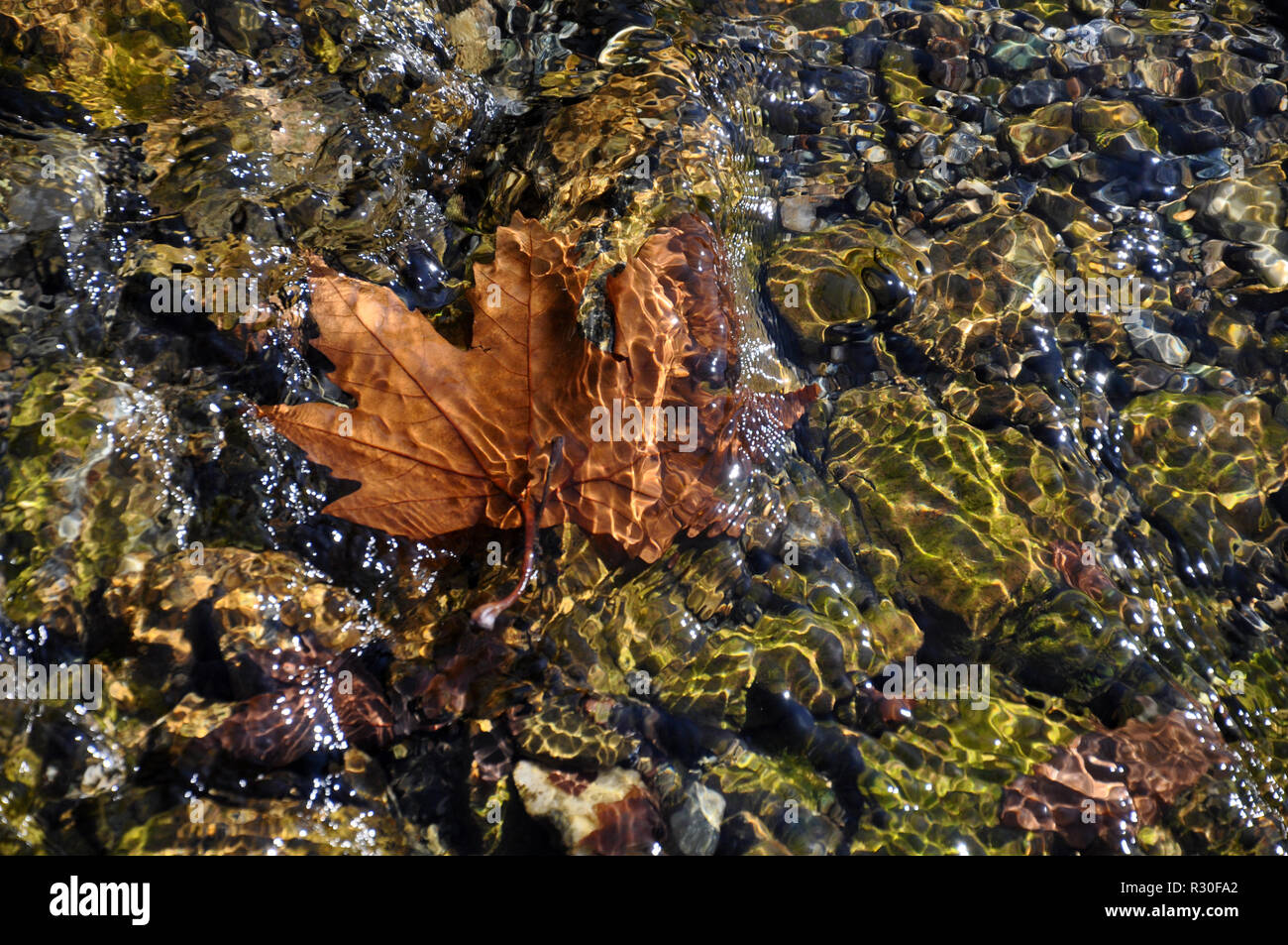 Leafs floating in water hi-res stock photography and images - Alamy