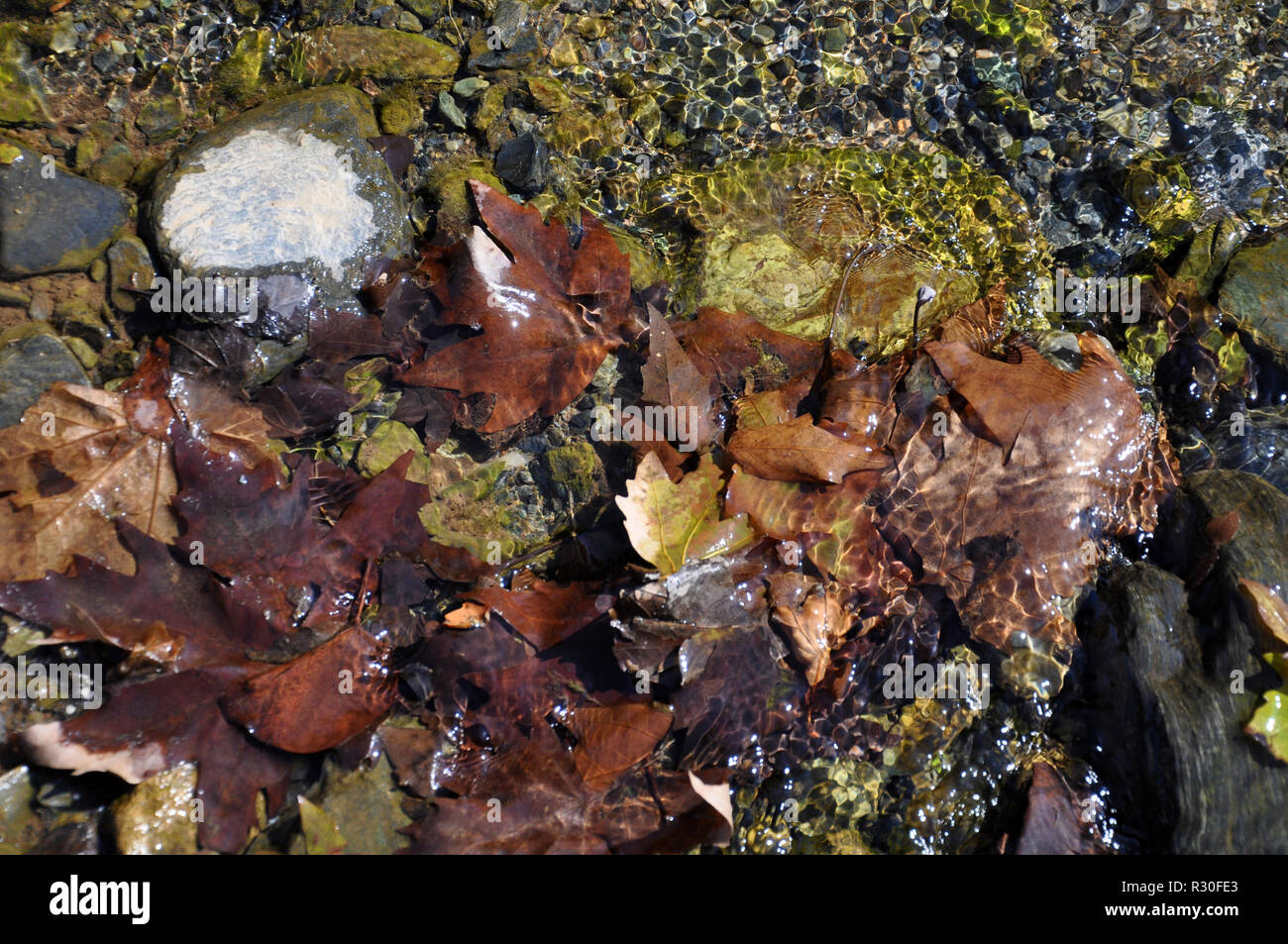 Forest in autumn fallen leaves hi-res stock photography and images - Alamy
