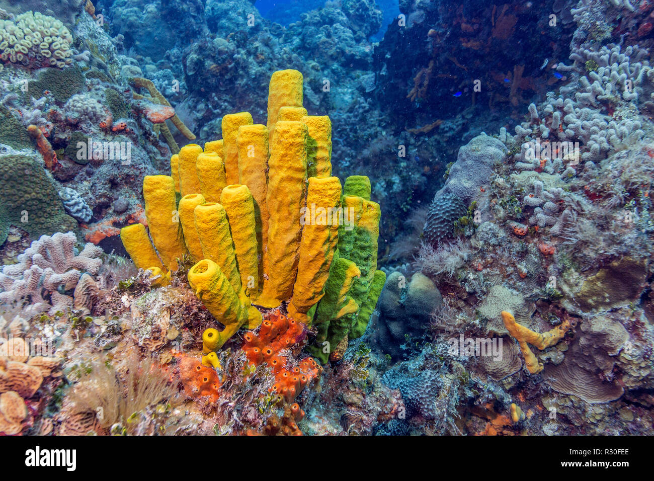 Maldives. The freakish coral reefs of the shelf amaze with their colorful and abundance of exotic fish. Stock Photo