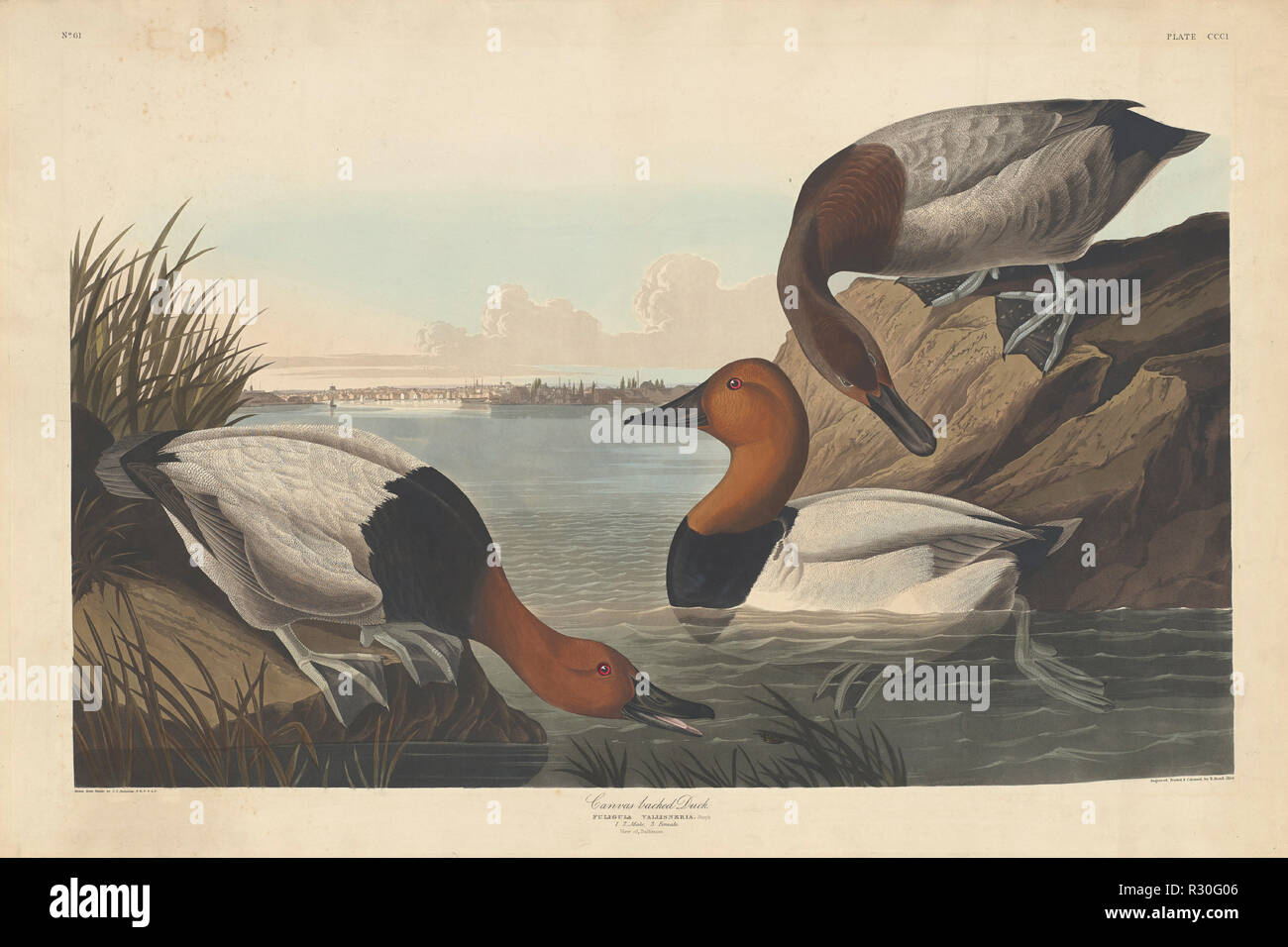 Canvas-backed Duck. Dated: 1836. Medium: hand-colored etching and aquatint on Whatman paper. Museum: National Gallery of Art, Washington DC. Author: Robert Havell after John James Audubon. John James Audubon. ROBERT HAVELL DER JÜNGERE. AUDUBON, JOHN JAMES. Stock Photo