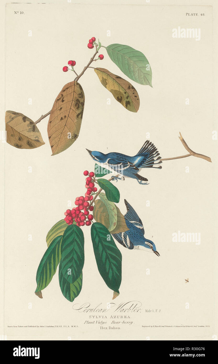 Cerulean Warbler. Dated: 1828. Medium: hand-colored etching and aquatint on Whatman paper. Museum: National Gallery of Art, Washington DC. Author: Robert Havell after John James Audubon. Stock Photo