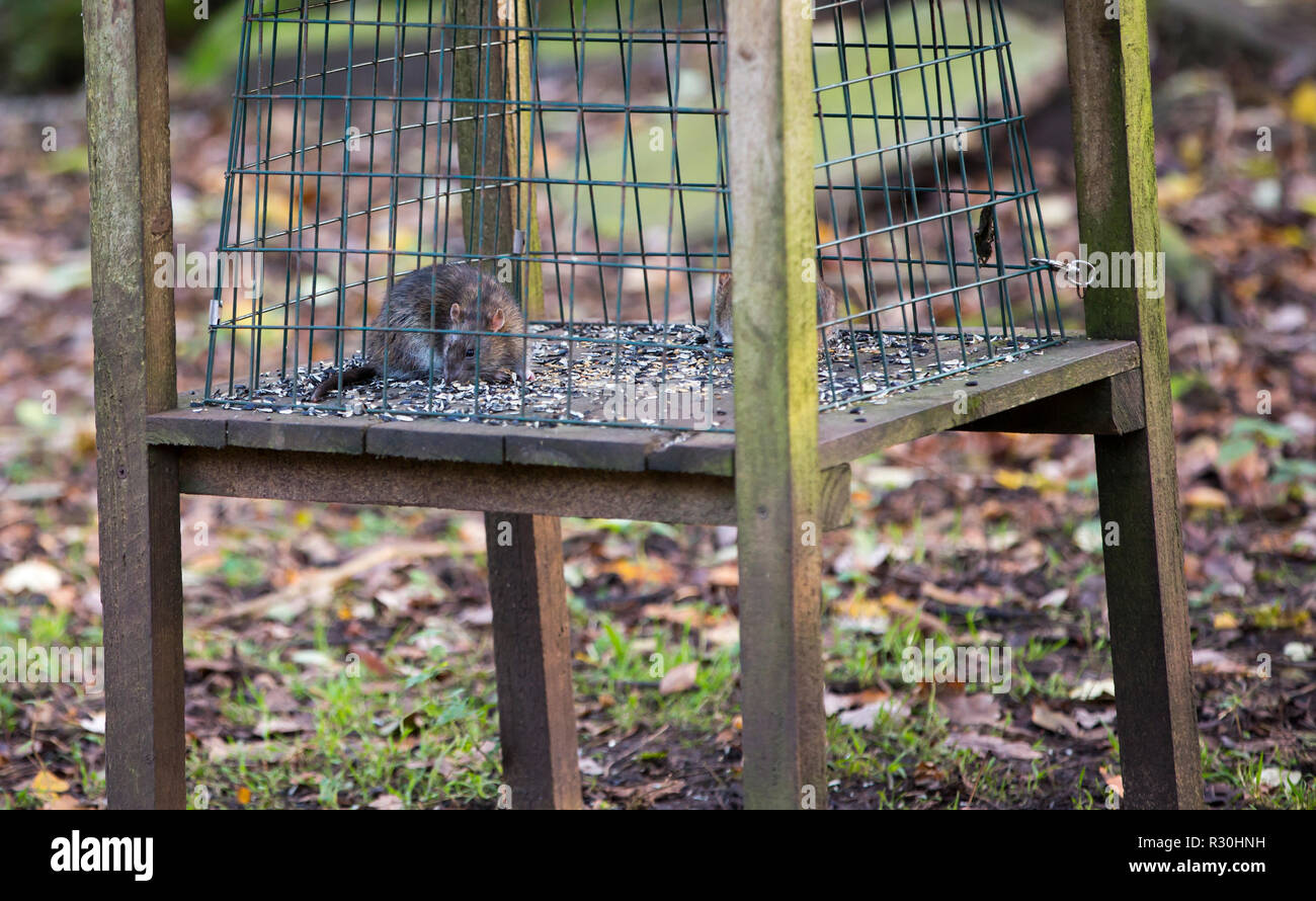 Brown Rats feeding on bird food at Leighton Moss RSPB reserve