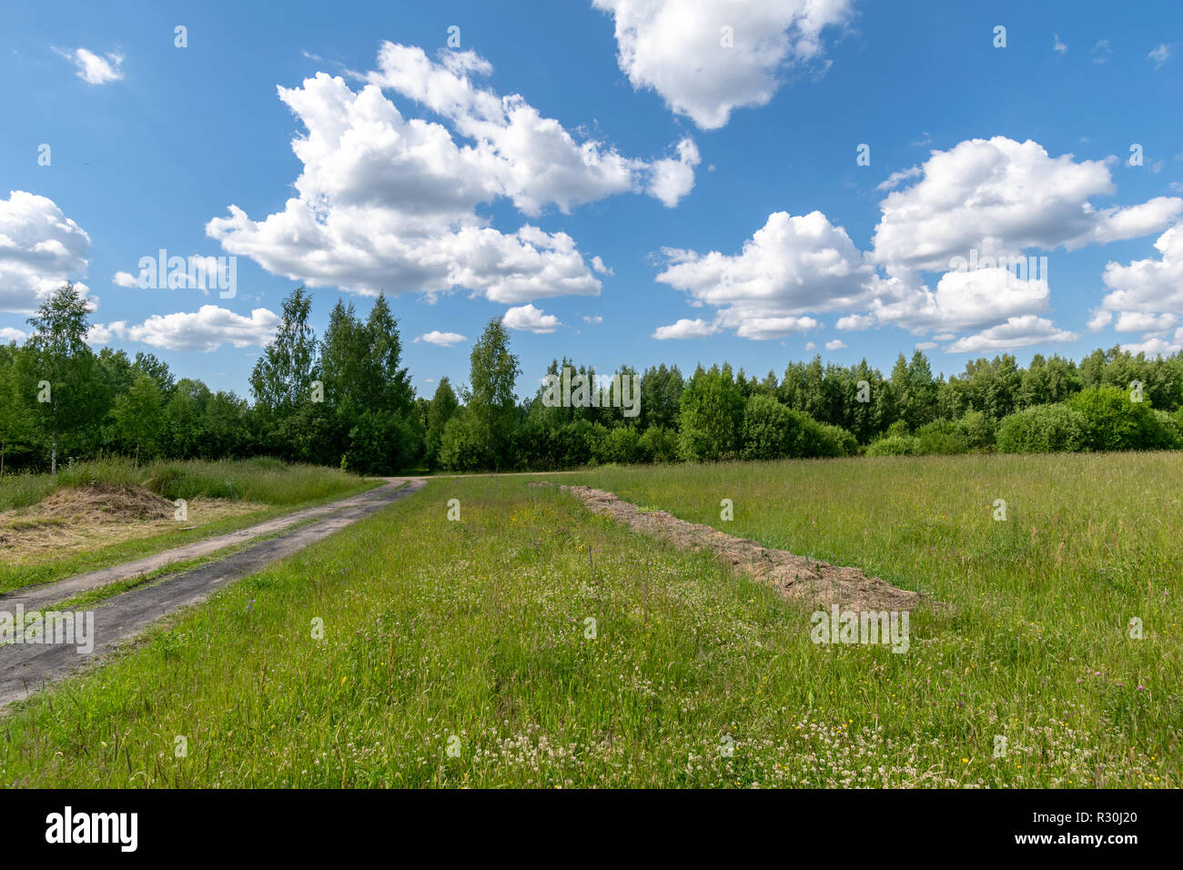 sunny meadow with different flowers in summer day with clear weather ...