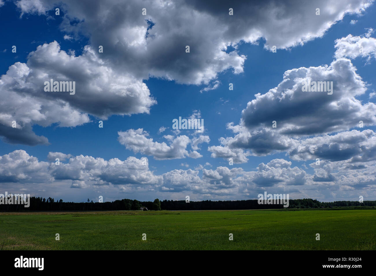 sunny meadow with different flowers in summer day with clear weather ...