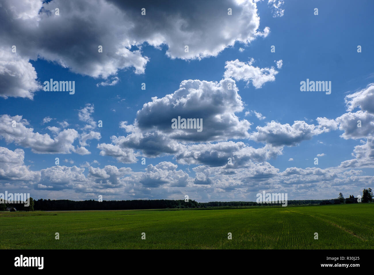 sunny meadow with different flowers in summer day with clear weather ...
